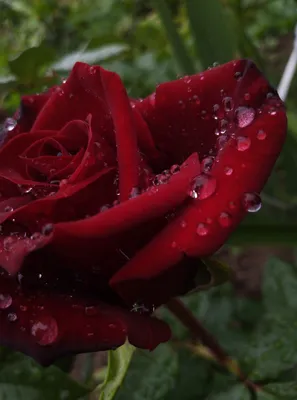 [34+] Розы после дождя фото