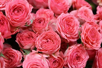 Букет розовых роз от 19 шт. за 5 890 руб. | Бесплатная доставка цветов по  Москве