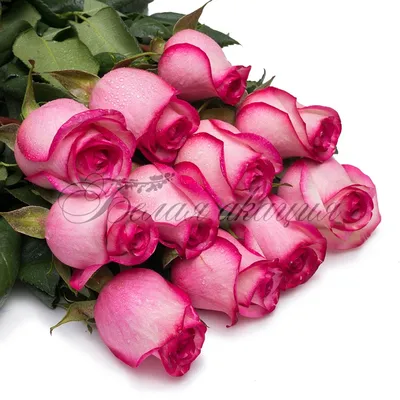 11 бело-розовых роз (70 см) – купить оптом и в розницу в Москве и  Московской области – Городская База Цветов