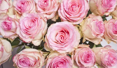 Купить Ярко розовые розы в Новосибирске с доставкой недорого по цене от 200  р. Делаем красивые букеты из 100% свежих цветов!