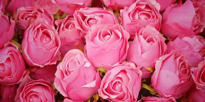 Стелла Добрынина - Роза бело-розовая. Розовая роза символизирует настоящую  любовь и теплые дружеские отношения. ... Однако важен любой оттенок:  например, темно-розовый цвет поможет выразить благодарность, а светло- розовый – нежную симпатию и зарождающееся