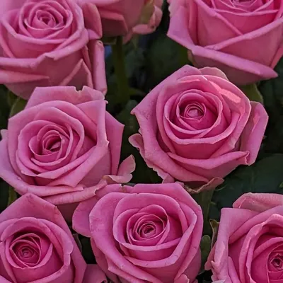 101 розовая роза доставка в Липецке | Гелерея Цветов