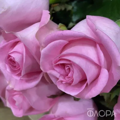 Купить букет из 7 нежно розовых роз - сорт Кимберли, Доставка цветов  Royal-Flowers Днепр