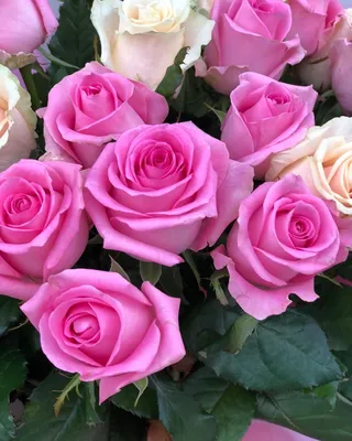 Розовые розы. Доставка цветов по Запорожью | Flowerkiss