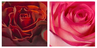 Букет 5 розовых кустовых роз (Premium) купить с доставкой в СПб