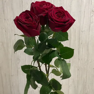 Букет 33 розы | Бесплатная доставка центр Сочи и Адлер | Цветы НЕДОРОГО  бесплатная доставка — Сочи | Адлер · Донна Роза