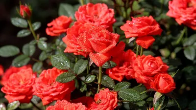 Букет из пионовидных роз разных сортов - заказать доставку цветов в Москве  от Leto Flowers