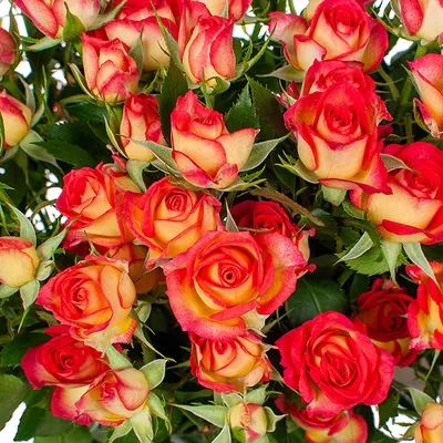 Красные розы поштучно купить с доставкой в Москве | Заказать букет цветов  недорого