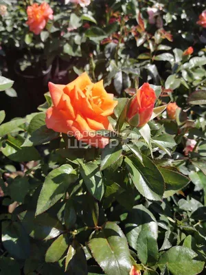 Розы садовые фото фотографии