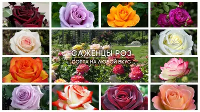 Розы саженцы фото фотографии