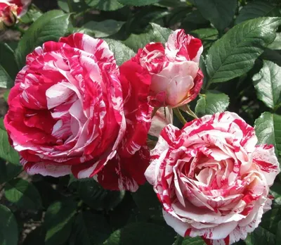 Розы сибири фото фотографии