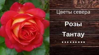 Розы Тантау..и Ко.. - Энциклопедия роз