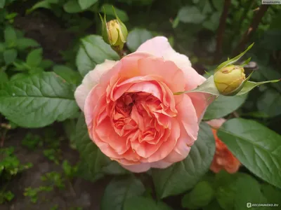Розы тантау фото фотографии