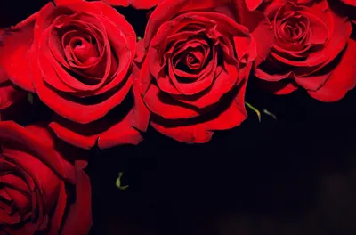 Розы темно алые фото фотографии