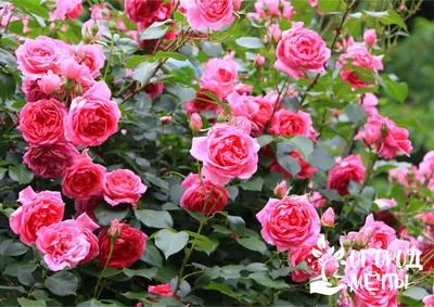 Клумба с розами - 71 фото