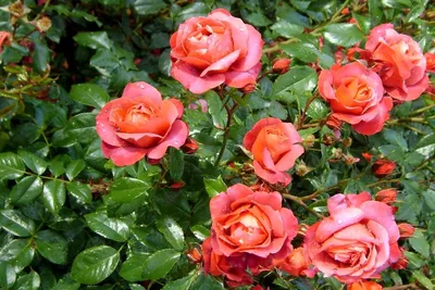Красивая клумба из цветов розы своими руками. Советы по созданию, фото идеи