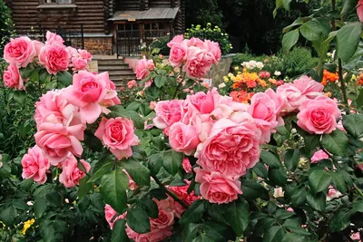 Пин от пользователя Юлия на доске Газон | Вечнозеленый сад, Дизайн розового  сада, Небольшие цветники