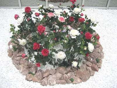 Совместимость розы с другими цветами на клумбе | ОГОРОД.сайт