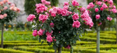 Компаньоны для роз: что посадить рядом с королевой цветов