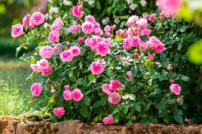 Штамбовые розы в ландшафтном дизайне | Интернет-магазин садовых растений