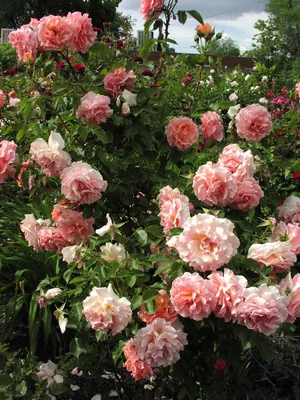 Клумба с розами - 71 фото