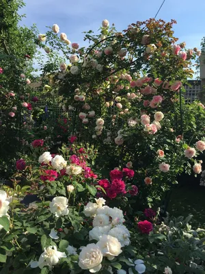 Композиция Клумба» с розами, лизиантусами и хризантемами - купить в  Улан-Удэ за 4 510 руб