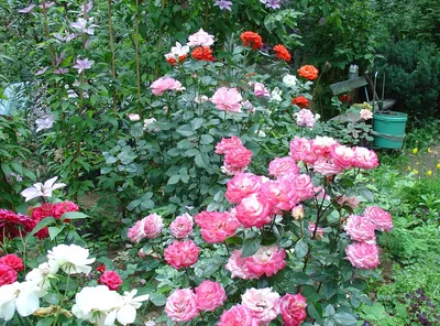 Новой клумбе - новые розы.: Группа Клумбы и цветники
