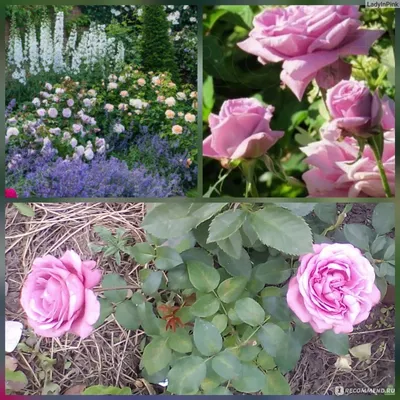 Красивые Кустарниковые Розы Клумбе Парке стоковое фото ©flurno.art 470219840