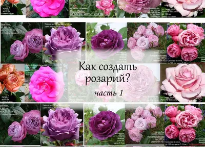 Розы. Сладкие парочки моего сада. Лучшие розы для парадной клумбы. Надежные  и …..🌹🌹🌹 - YouTube