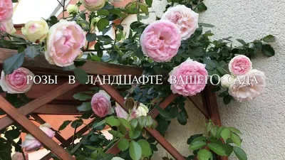 Как вырастить розы в своем саду – Курская правда