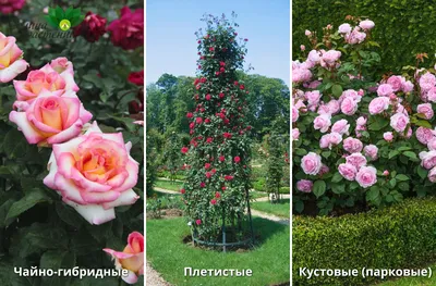 С чем сочетать розы в саду | Пикабу