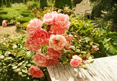 Розы и их использование в дизайне сада