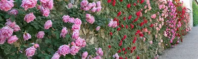 Розы буйствуют в своем... - Ландшафтный дизайн \"Арт-Фолио\" | Facebook