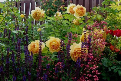Как использовать канадские розы в ландшафтном дизайне | Интернет-магазин  садовых растений