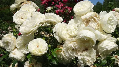 Почвопокровные розы в ландшафтном дизайне. | Цветущие кустарники, Розы,  Кустарники