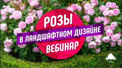 Розы в ландшафтном дизайне