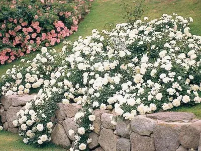 Розы в ландшафтном дизайне: виды, оформление розария