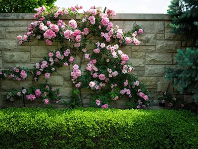 Розы флорибунда в ландшафтном дизайне | Смотреть 66 идеи на фото бесплатно