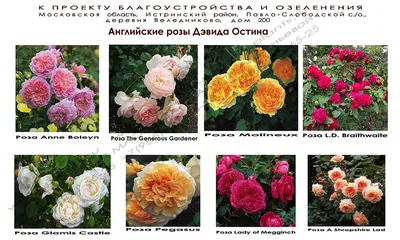 Виды роз и их применение в ландшафтном дизайне | Центр Садовода Оренбург |  Дзен