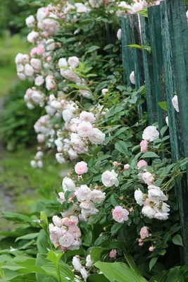 🌹Плетистая роза в ландшафтном дизайне сада🌳 Любые розы по время цветения  красивы и эффектны, но плетистые — втройне😍 Очарование цветущего полога… |  Sidewalk, Flo