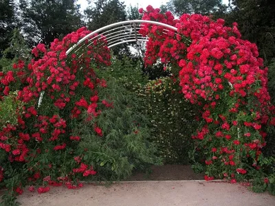 BOTANIK on Instagram: \"🌹 Штамбовые розы - это настоящее воплощение красоты  и элегантности в ландшафтном дизайне. Эти растения обладают не только  неповторимым ароматом, но и яркими цветами, которые могут быть белыми,  розовыми,
