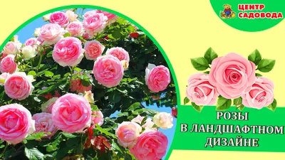 РОЗЫ, ТУИ, ХОСТЫ - ЛАНДШАФТНЫЙ ДИЗАЙН!!! УКРАШАЕМ ЗАБОРЫ/ ROSES, TUI, the  host - LANDSCAPE DESIGN - YouTube