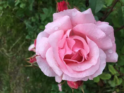 Красивые розы в природе (70 фото) »
