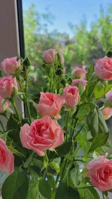 Бесплатное изображение: розы, прут, природа, роза, кустарник, завод,  лепесток, розовый, цветок, флора