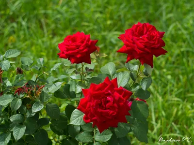 Красивые свежие розы в природе Естественная предпосылка, большое  цветорасположение роз на кусте сада Конец-вверх куста красного ц Стоковое  Фото - изображение насчитывающей природа, листво: 152799954