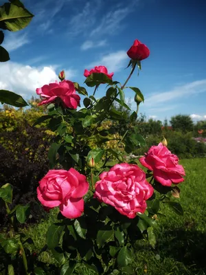 Розы в природе стоковое фото. изображение насчитывающей симпатично -  75818864