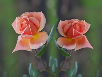 свежие красные розы с зелеными листьями природа весна солнечный фон мягкий  фокус и боке И картинка для бесплатной загрузки - Pngtree