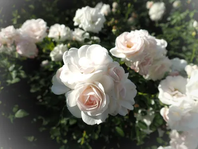 🌺Нет в природе цветка, который бы ассоциировался с хрупкостью и нежностью  больше, чем розовая роза. Розовые розы особенно привлекательны, … |  Instagram