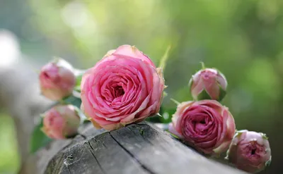 Красивые свежие розы в природе Естественная предпосылка, большое  цветорасположение роз на кусте сада Конец-вверх куста красного ц Стоковое  Изображение - изображение насчитывающей украшение, влюбленность: 152800491