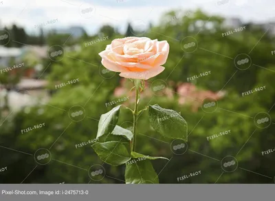 крупный план цветок розы в природе валентина листва ветка Фото Фон И  картинка для бесплатной загрузки - Pngtree